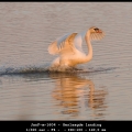 JanF-m-1604 - Geslaagde landing