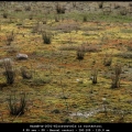 HarmB-m-1601-Kloosterveld in wintertooi