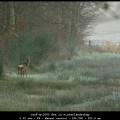 JanF-m-1602 Ree in winterlandschap