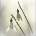patrickb-m-1602-sneeuwklokjes