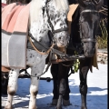 GeertO-m-1603 - slapende paarden