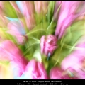 HarmB-m-1605-tulpen maar dan anders