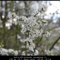 JanH-m-1605-bloeiende pruimenboom (1)