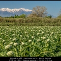 PieterP-m-1605 - Artichaud et le Pic du Canigou