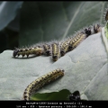 BertyW-m-1606-Invasie op Broccoli (1)