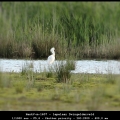 HenkV-m-1607 - lepelaar Dwingelderveld