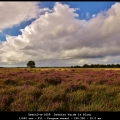 GeertO-m-1609 Drentse heide in bloei