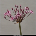 LydaB=m-1609-zwanenbloem