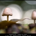 PieterP-m-1610 - middenin de Bokeh