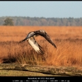 HannekeL-M-1611-Buizerd