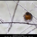 AnnekeH-m-1701-Robin