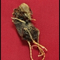 FransB-m-1701-skeletje huismuis