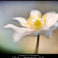 AnnekeH-m-1703-Bosanemoon