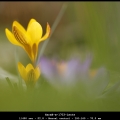HarmB-m-1703-Lente