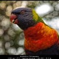 AnnekeH-m-1704-papagaai