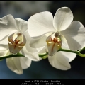 HarmB-m-1704-Vlinder 0rchidee