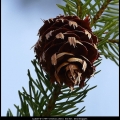LydaB-m-1704-overblijfsel herfst dennenappel