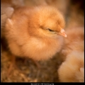 MarcelR-m-1704-Kuiken_piep