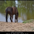 JanH-m-1705-drikend paard