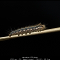 MarceR-m-1705-Rups