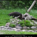 TonP-m-1705-Ciconia nigra