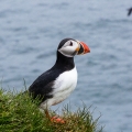AnnekeH-M-1706-Puffin