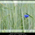 HarmB-m-1706-korenbloemenblauw