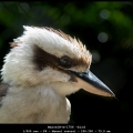 MarcelR-m-1706 –bird