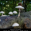 JannieL-m-1710-herfst