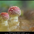 PieterP-m-1710 - Herfst is Kleur