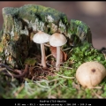 TonP-m-1710-Herfst