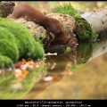 MarcelR-m-1712-spiegeltje, spiegelttje
