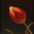 JanF-m-1802-Tulp in het licht