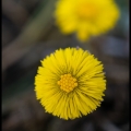 InaK-m-1804-Lente !! klein hoefblad in bloei