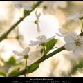 MarcelR-m-1804-Lente