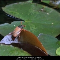 JanF-m-1806-Meikever te water