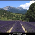 JanF-m-1808-Lavendel
