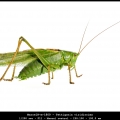 MarcelR-m-1809 – Tettigonia viridissima