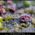 AnnekeH-m-1810-brain_mushroom