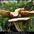 ChrisB-m-1810-paddestoelen Carstenbos