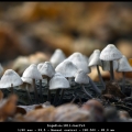 IngeK-m-1811-herfst