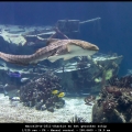 MarcelR-m-1811-Sharkie en het gezonken schip