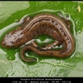 FransB-m-1812-Kleine watersalamander