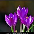 BertyW-m-1903-Springtime