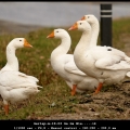 Gerlap-m-19-03 Ga Ga Wie.....ik