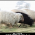 HarmB-m-1903-schaap