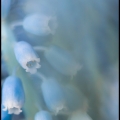 JanF-m-1903-Blauwe druifjes
