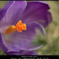 MargotV-m-1903-crocus