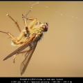 FransB-m-1904-vlieg-in-web-met-insect