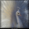 HarmB-m-1905-Pronken